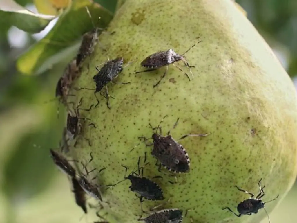 cimice asiatica insetto alieno invasivo agricoltura Emilia-Romagna